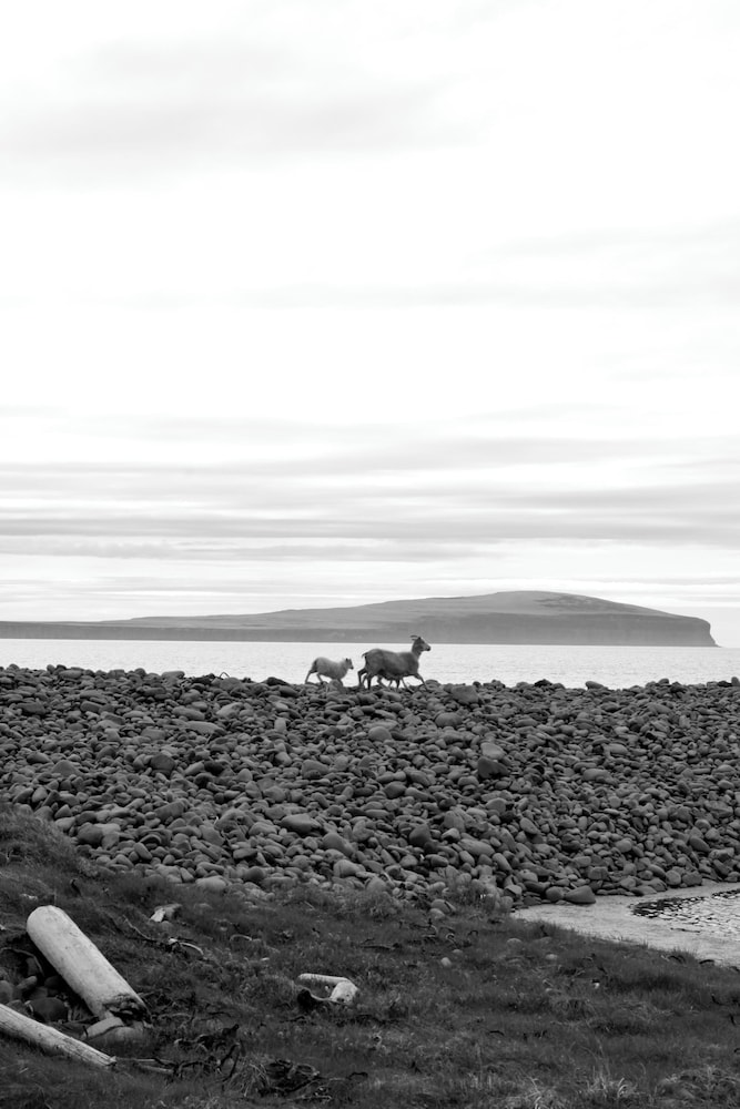 Lónkot