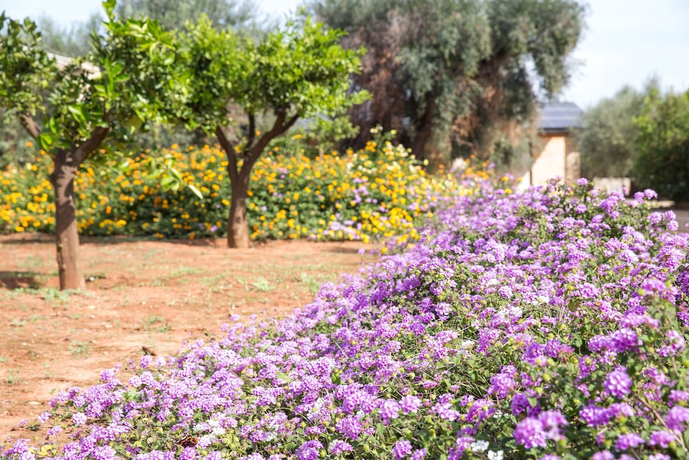 Masseria Saietti