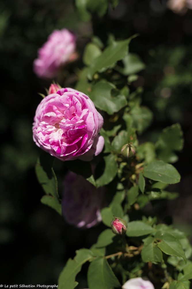 other