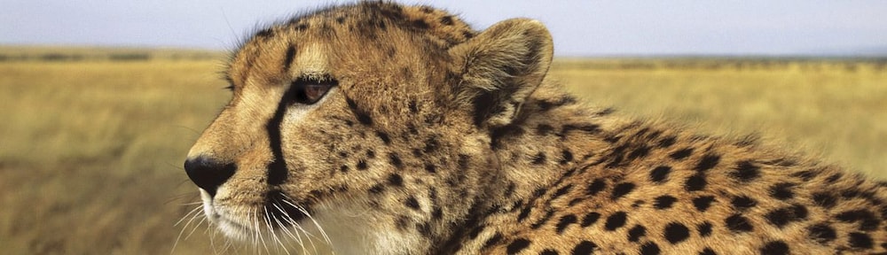 Cheetah View