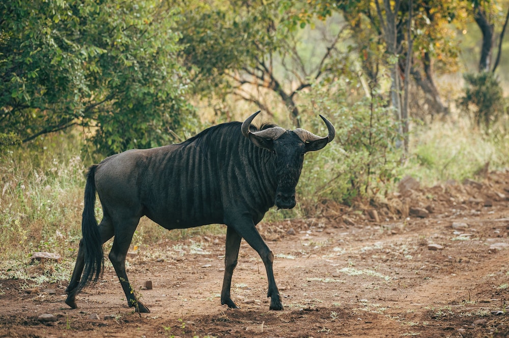 Summerplace Game Reserve