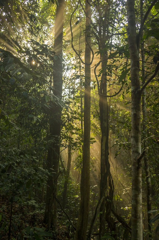Kinabatangan Wildlife Lodge - Hostel photo 4