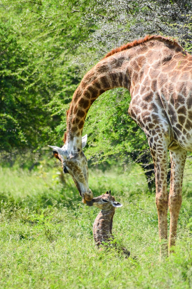 Elandela Private Game Reserve & Luxury Lodge