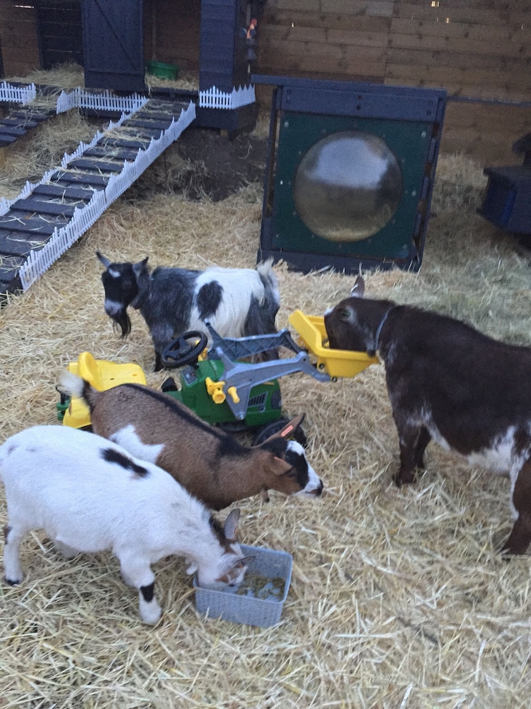 Willow Court Farm