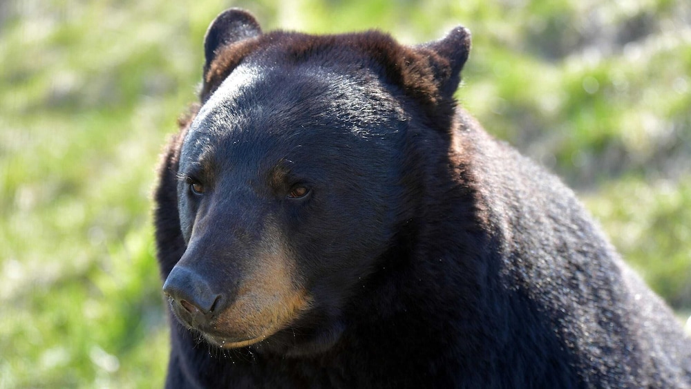 Lakeside Cabin w/ Hot Tub, Fireplace Near Dollywood & Trails Smoky Shores Retreat by Avantstay