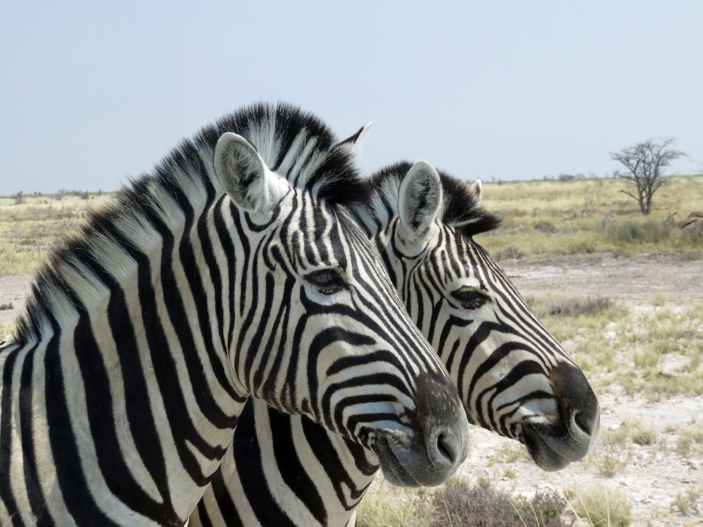 Etosha Safari Camping2Go view 4