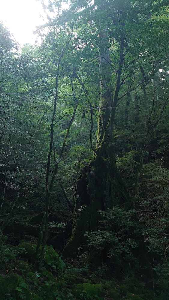 Minshuku Umikawa