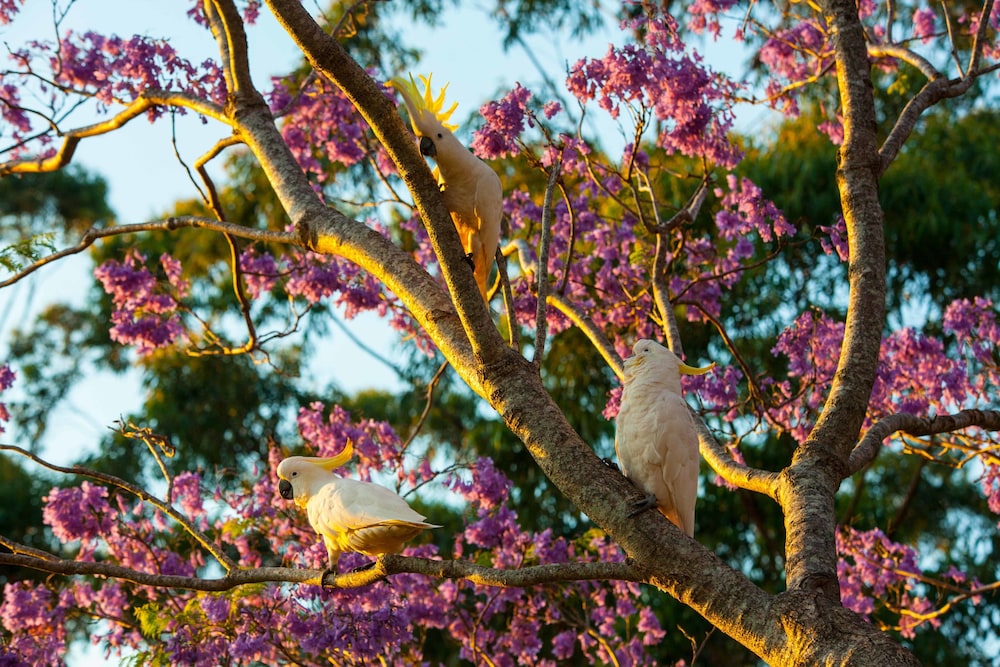 Tamborine Mountain B&B