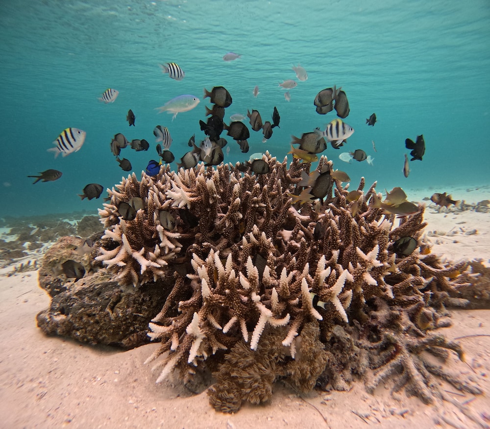 ANDAU DIVE RESORT - RAJA AMPAT