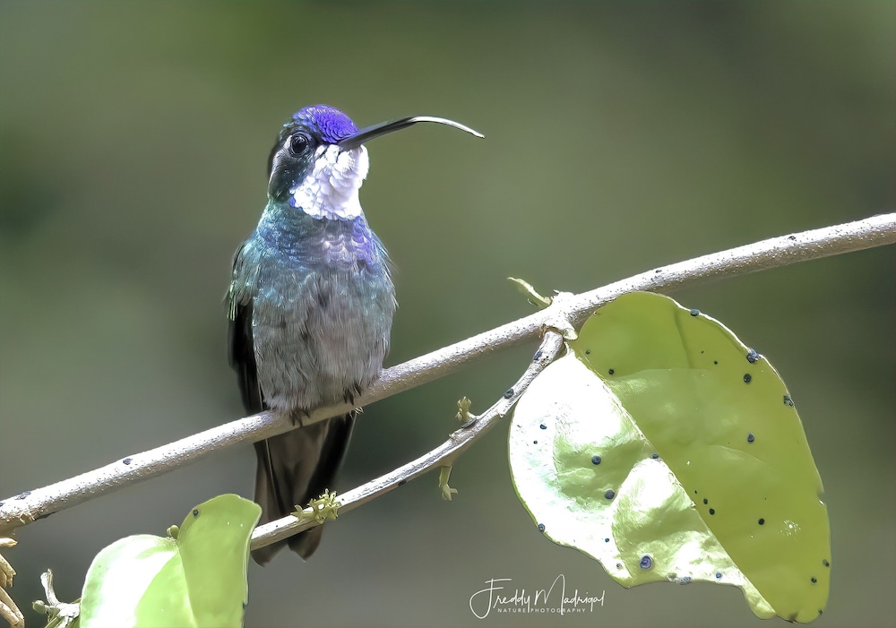 Sueños Natura Birding & Photography