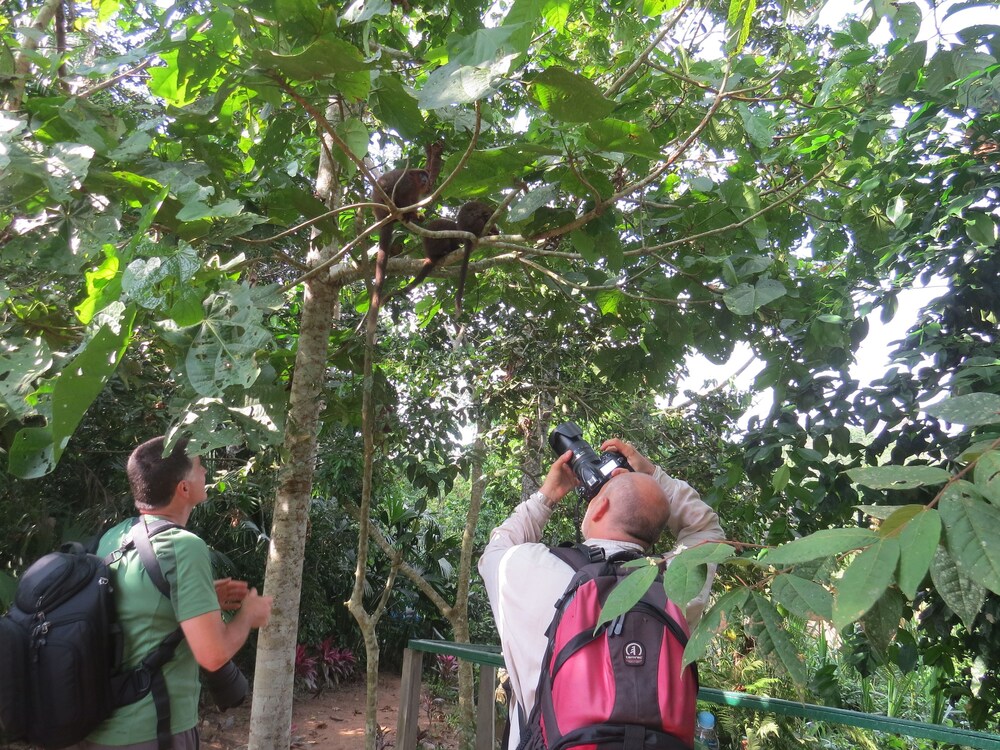 Amazonian Oropendola & tambopata