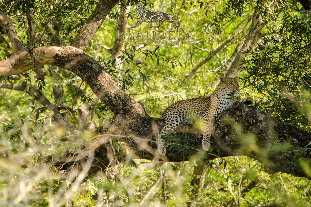 Elandela Private Game Reserve & Luxury Lodge