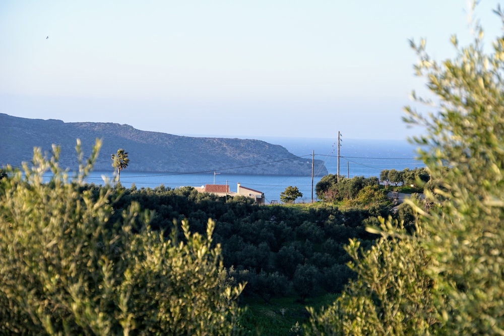 Olive Tree Hillside Apartment
