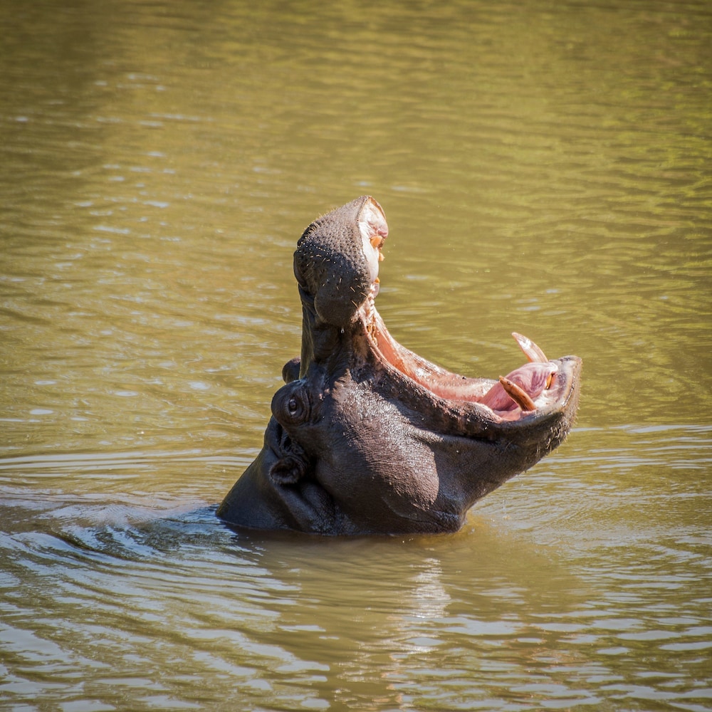 Maramba River Lodge
