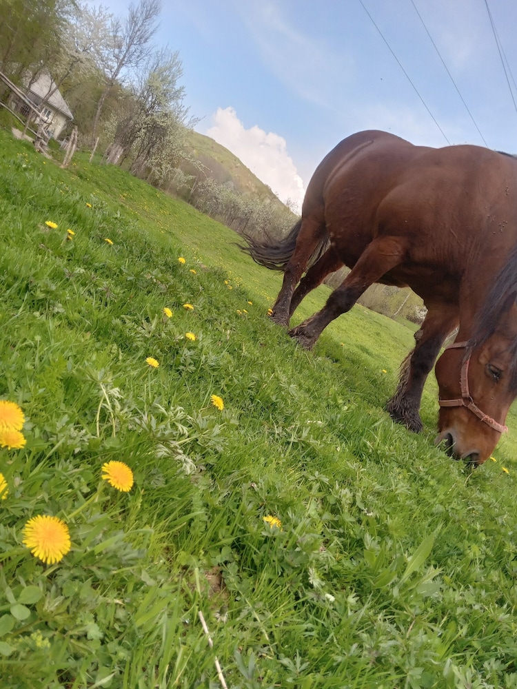 Photo 55