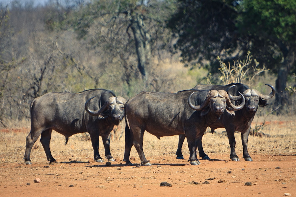 Mtomeni Safari Camp
