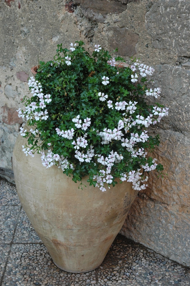 Il Vecchio Frantoio