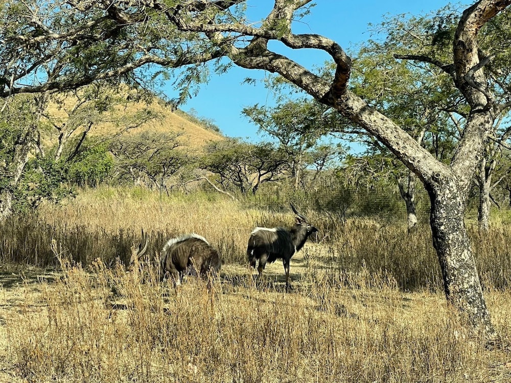 Syeta Bush Lodge
