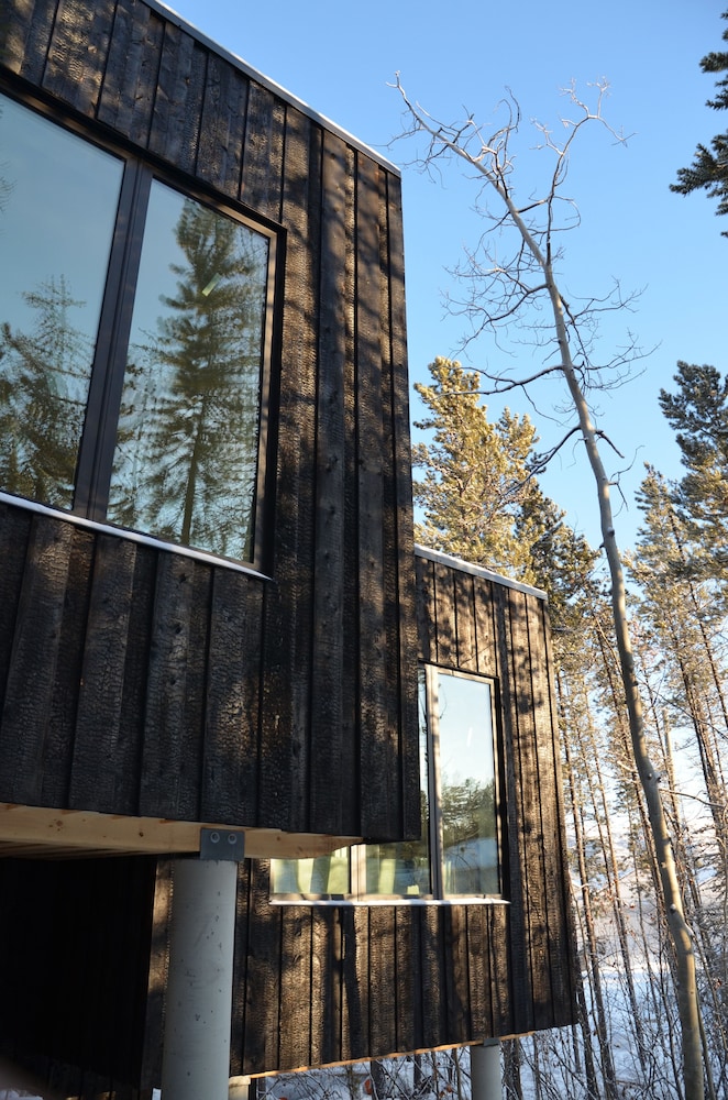 Yukon Black Spruce view 4