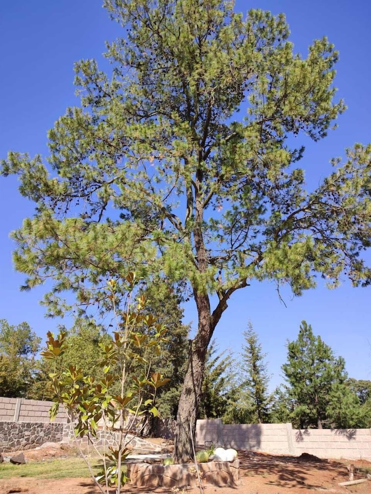 Finca Mayorga
