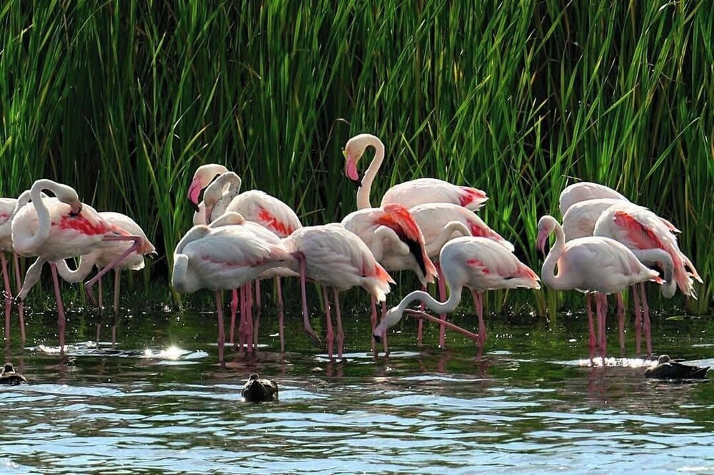 Flamingo Villa at Beach - Pool - Luxury - Solar Back Up