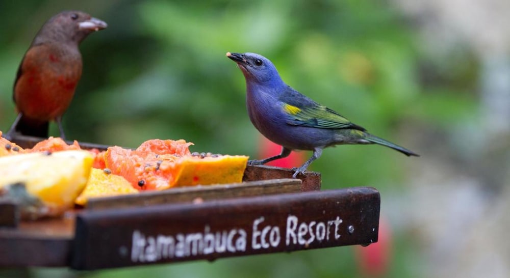 Itamambuca Eco Resort