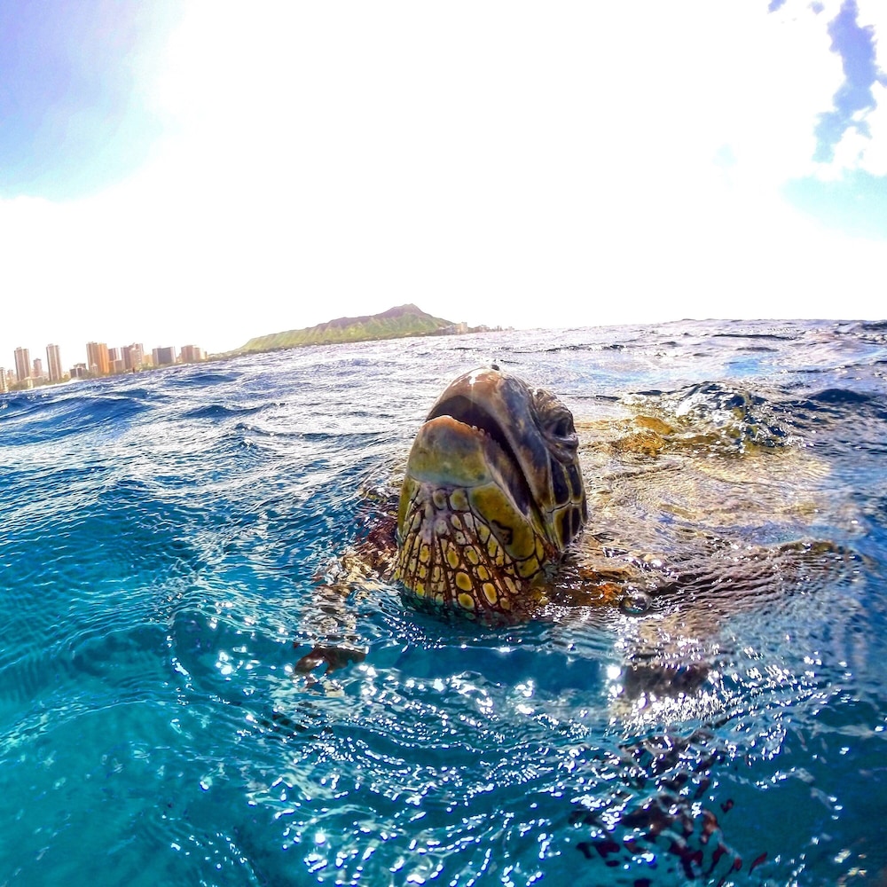 Tropical Studios at Marine Surf Waikiki