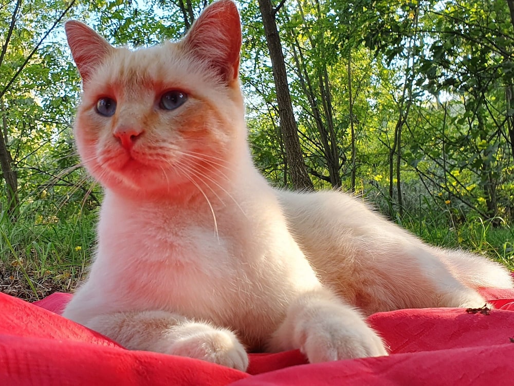 other