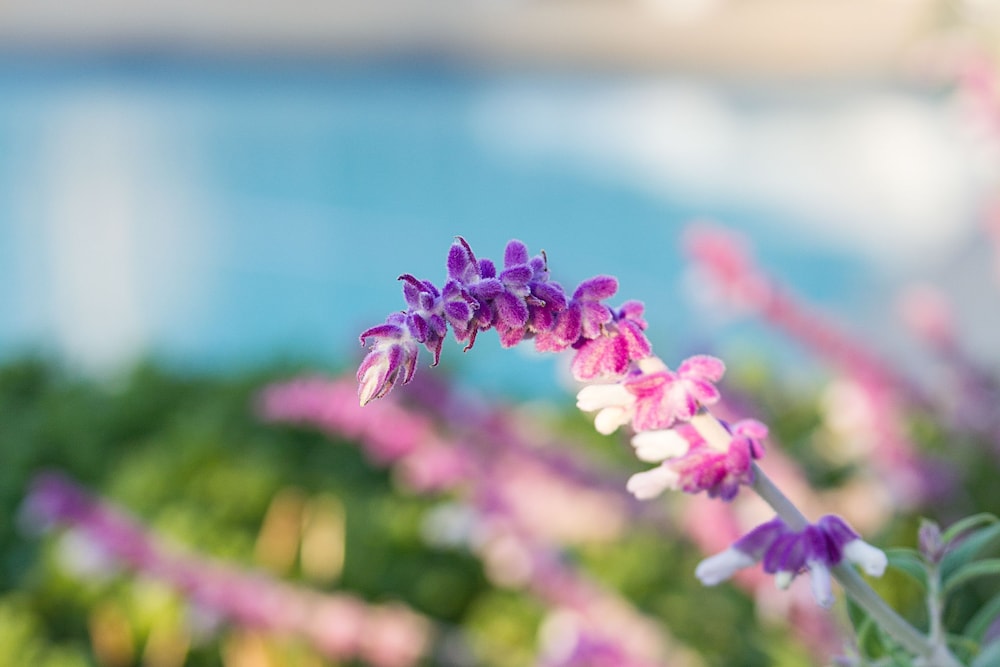 The Blue Lotus Guest House