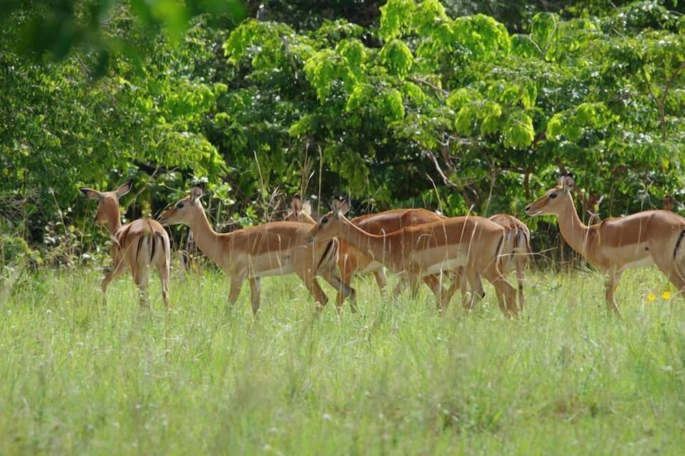 Kwale Golden Guest House, photo 43