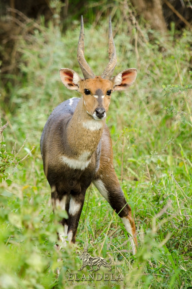 Elandela Private Game Reserve & Luxury Lodge