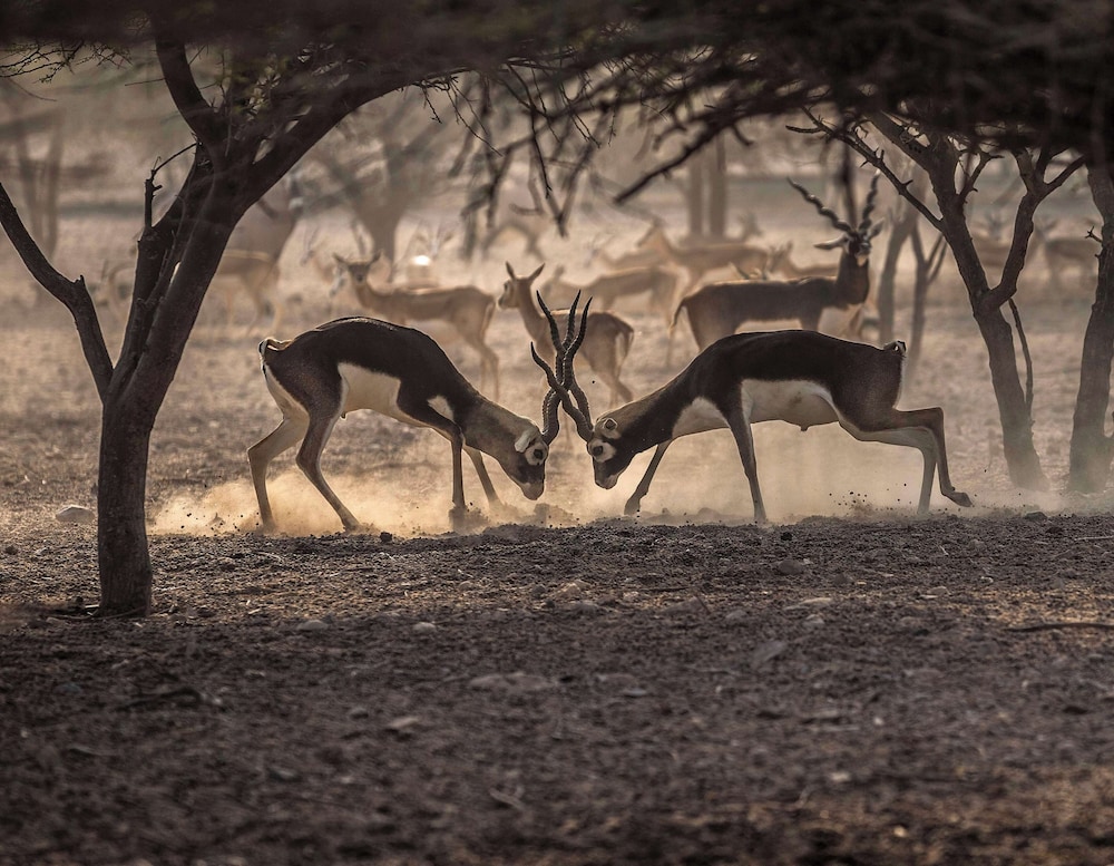 Anantara Al Sahel Villa Resort