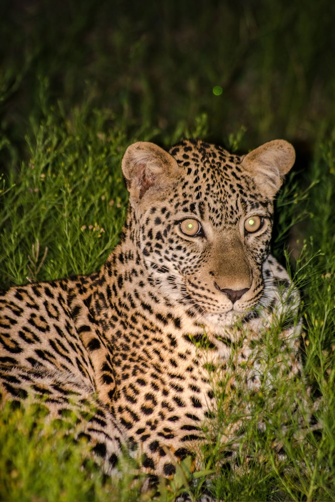 Elandela Private Game Reserve & Luxury Lodge