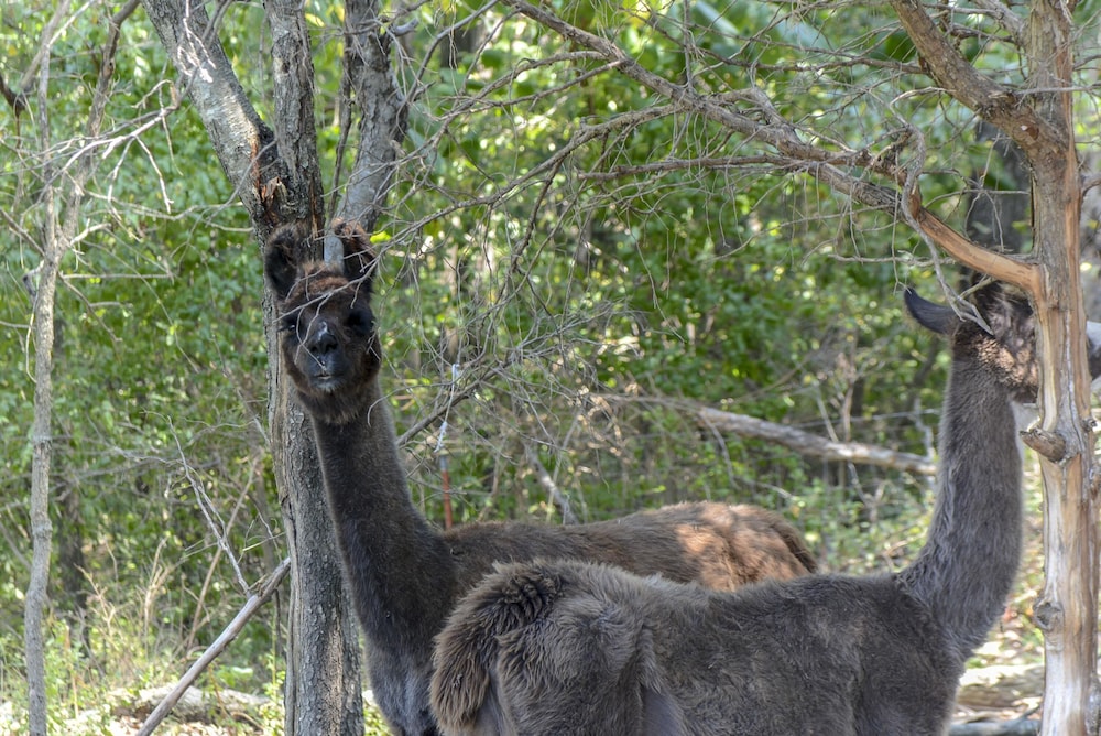 Omaha Vacations - Llama House - Property Image 31