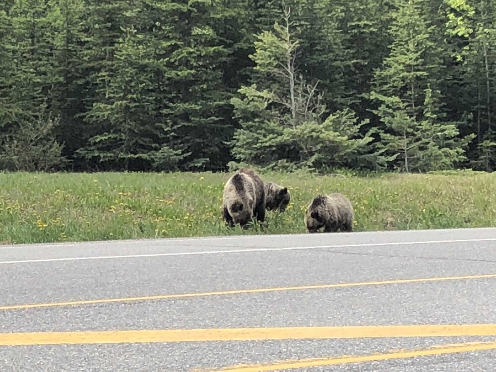 Kootenay Park Lodge
