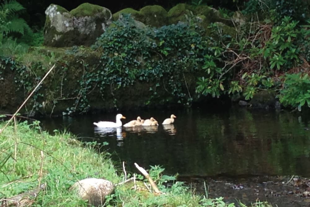 Afon Rhaiadr Country House