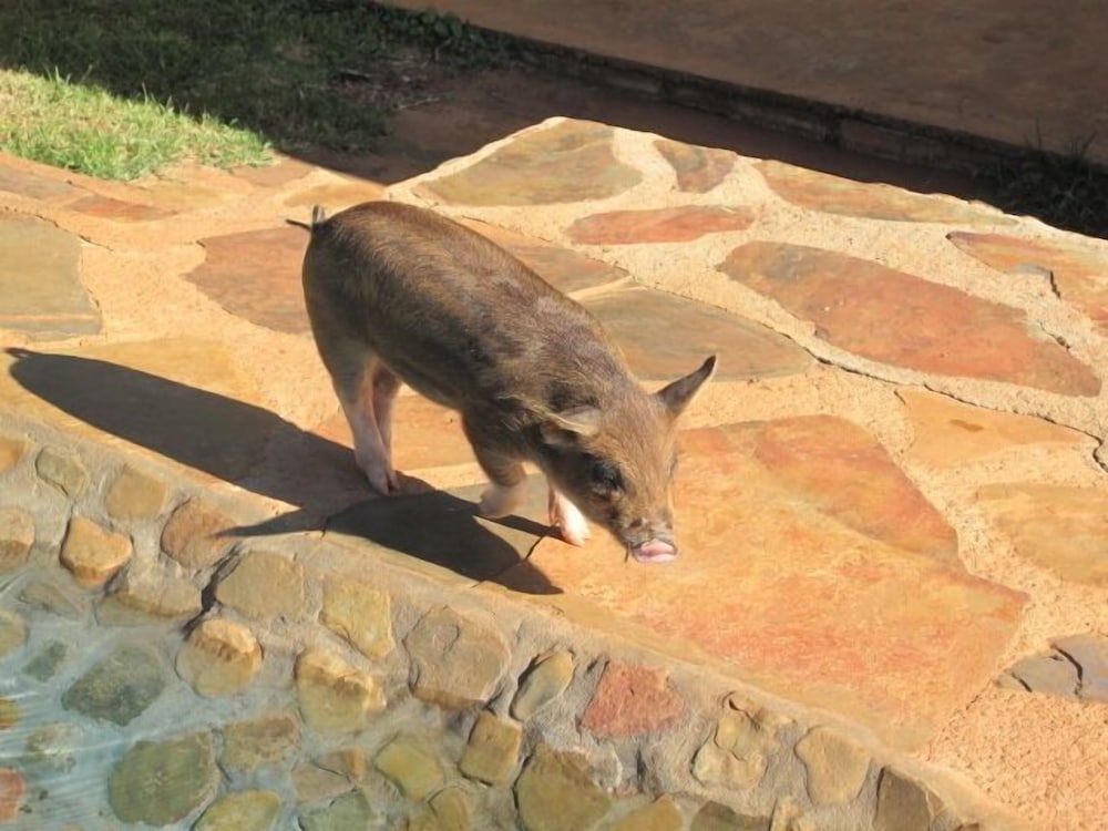 Caracal Lodge