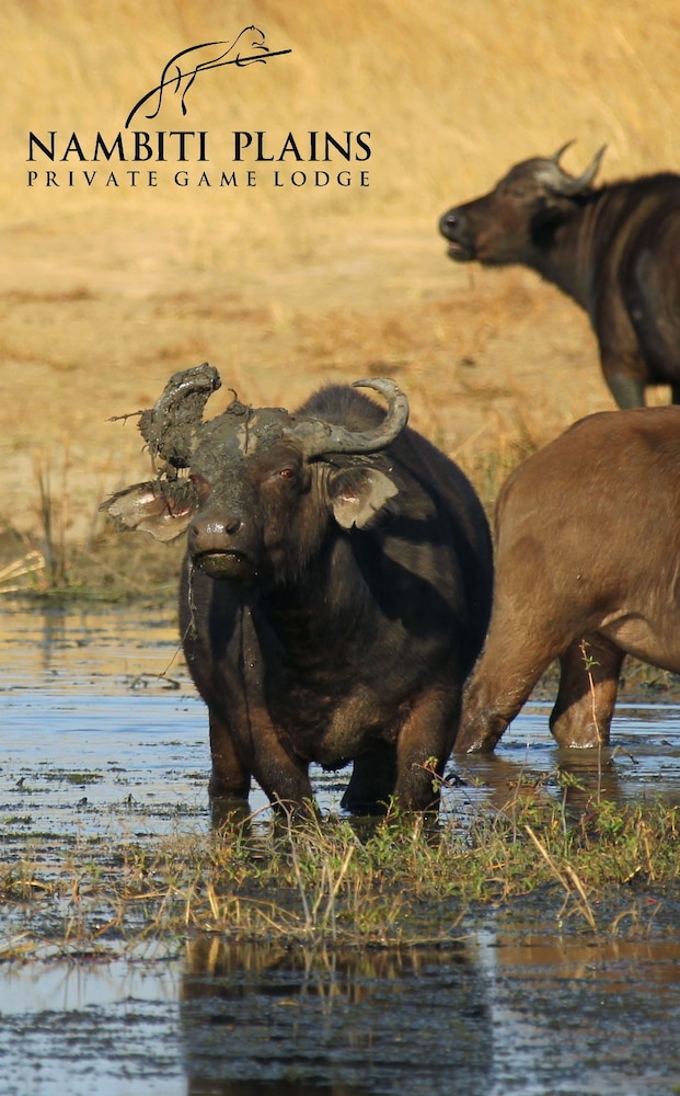 Nambiti Plains Private Game Lodge