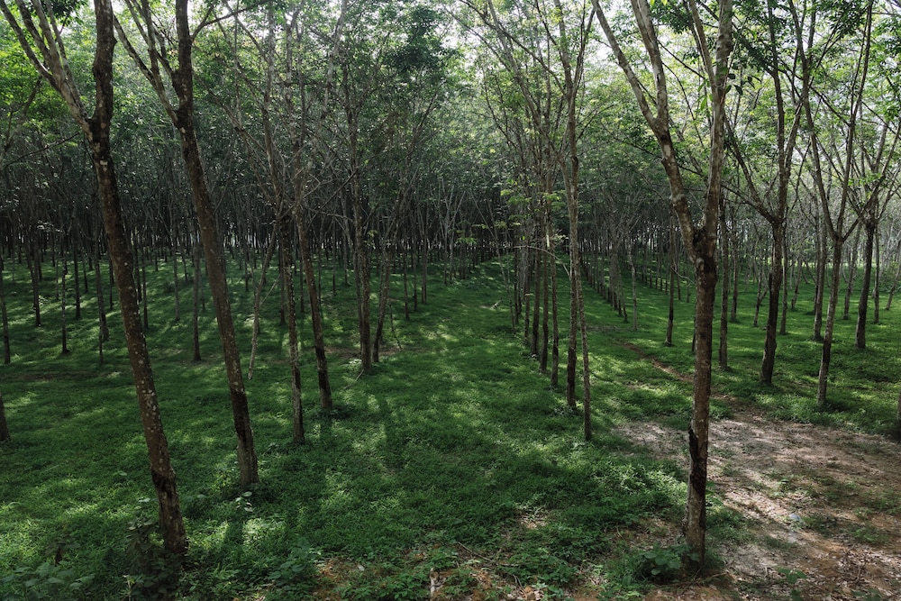 Timber Society Boutique Hideaway