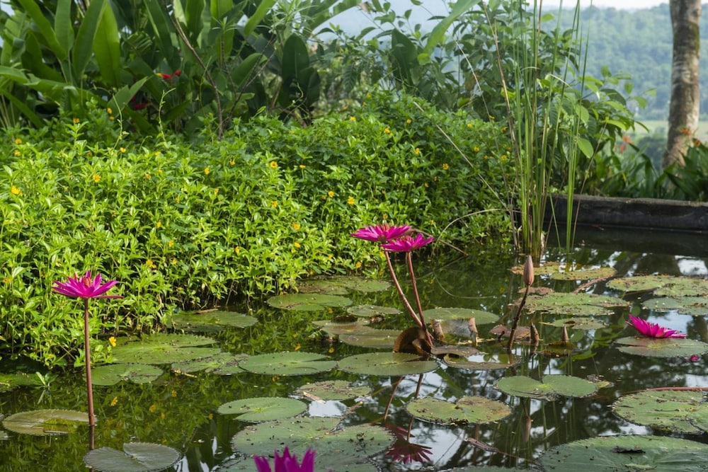 08 Acre Private Tea Estate Close To Galle