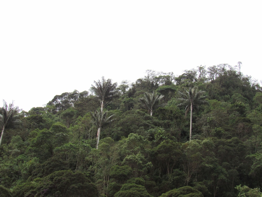 Finca Los Arboles