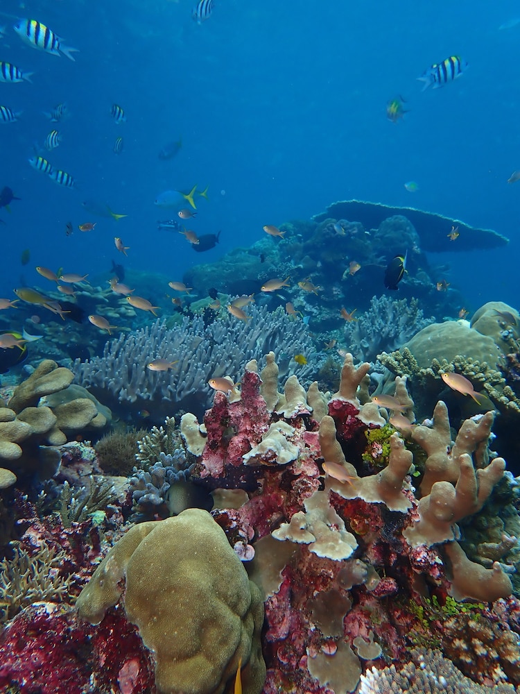 ANDAU DIVE RESORT - RAJA AMPAT