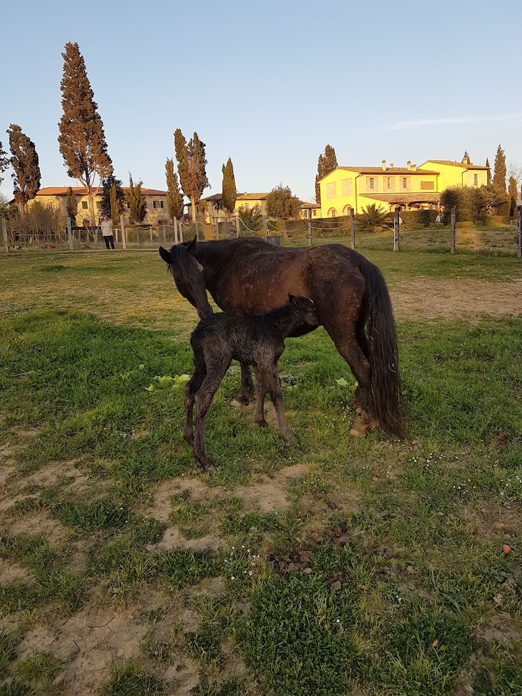 Agriturismo FATTORIA ROZZALUPI