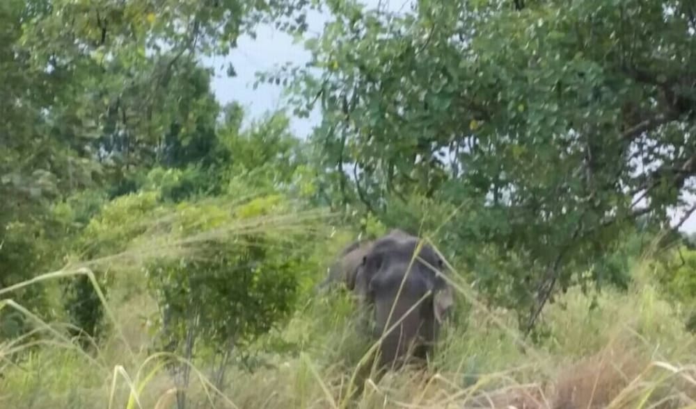 Sigiri Wilderness Resort
