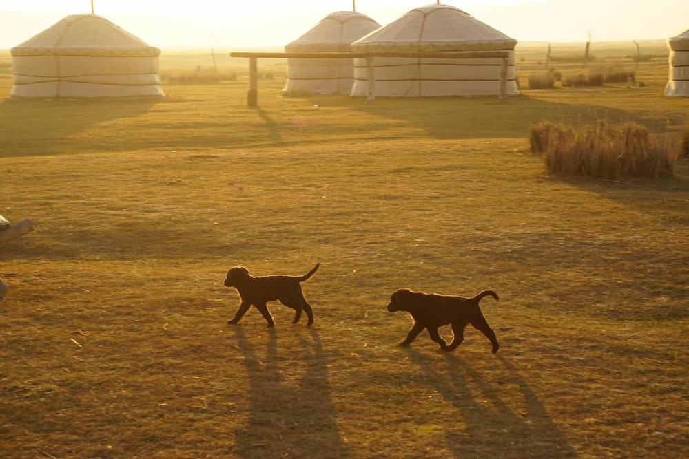 Xanadu yurts