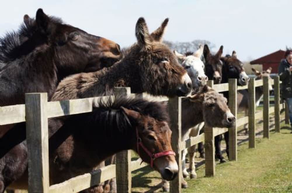 Host Stay Redwings Sanctuary Rooms