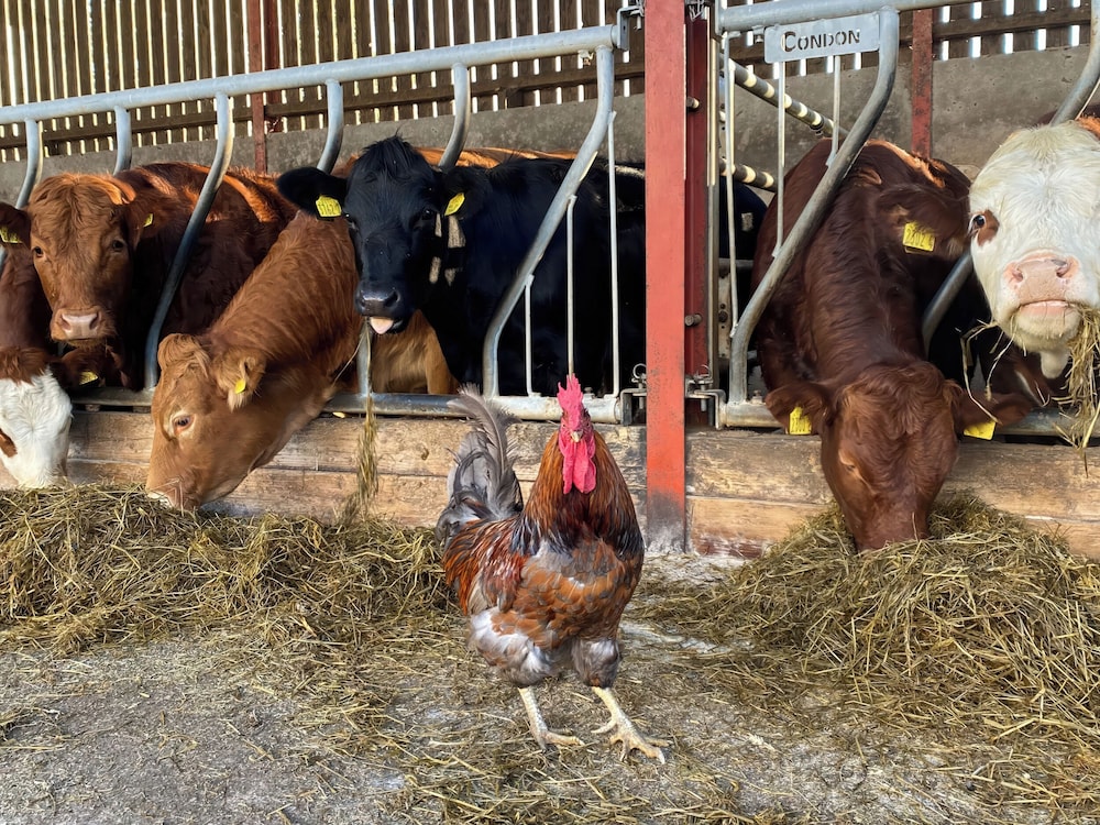 Betty's Farm Cottage