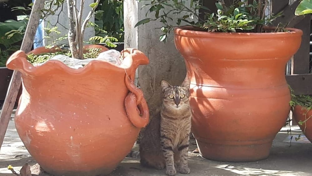 Andorinhas