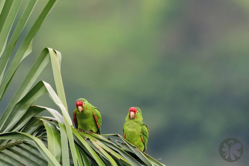 Villa Bruno - Terrace - Jungle - Birdwatching