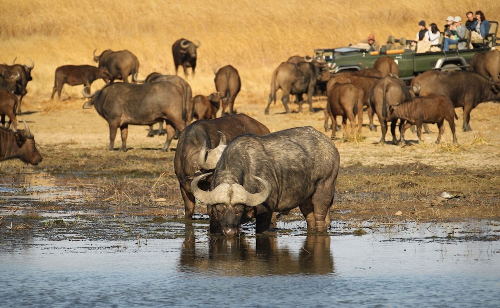 Nambiti Plains Private Game Lodge